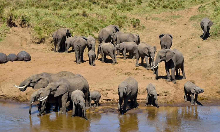 Tarangire Safari